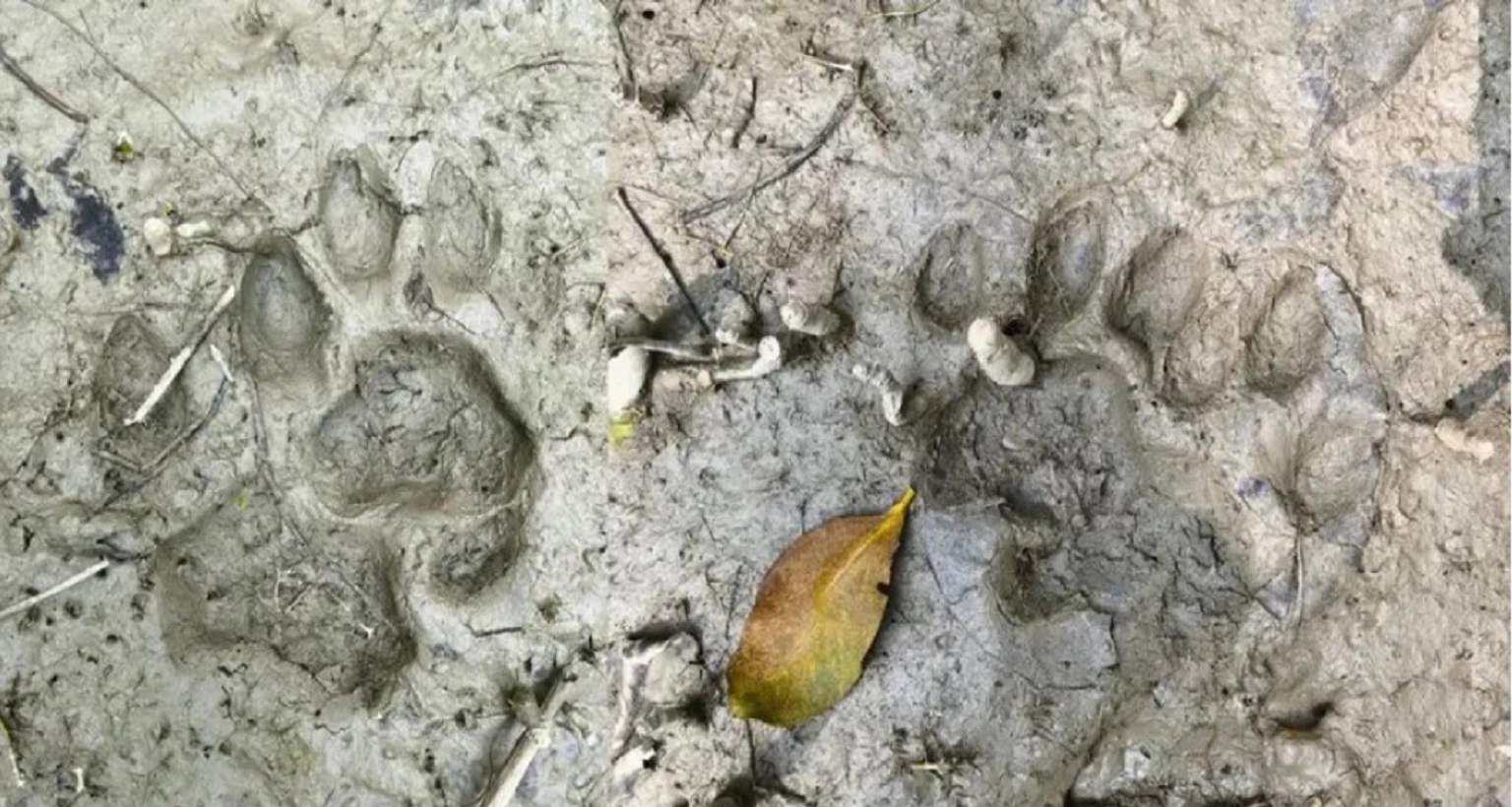 চরম আতঙ্কে শরণখোলার গ্রামবাসী, এলাকায় মাইকিং শুরু