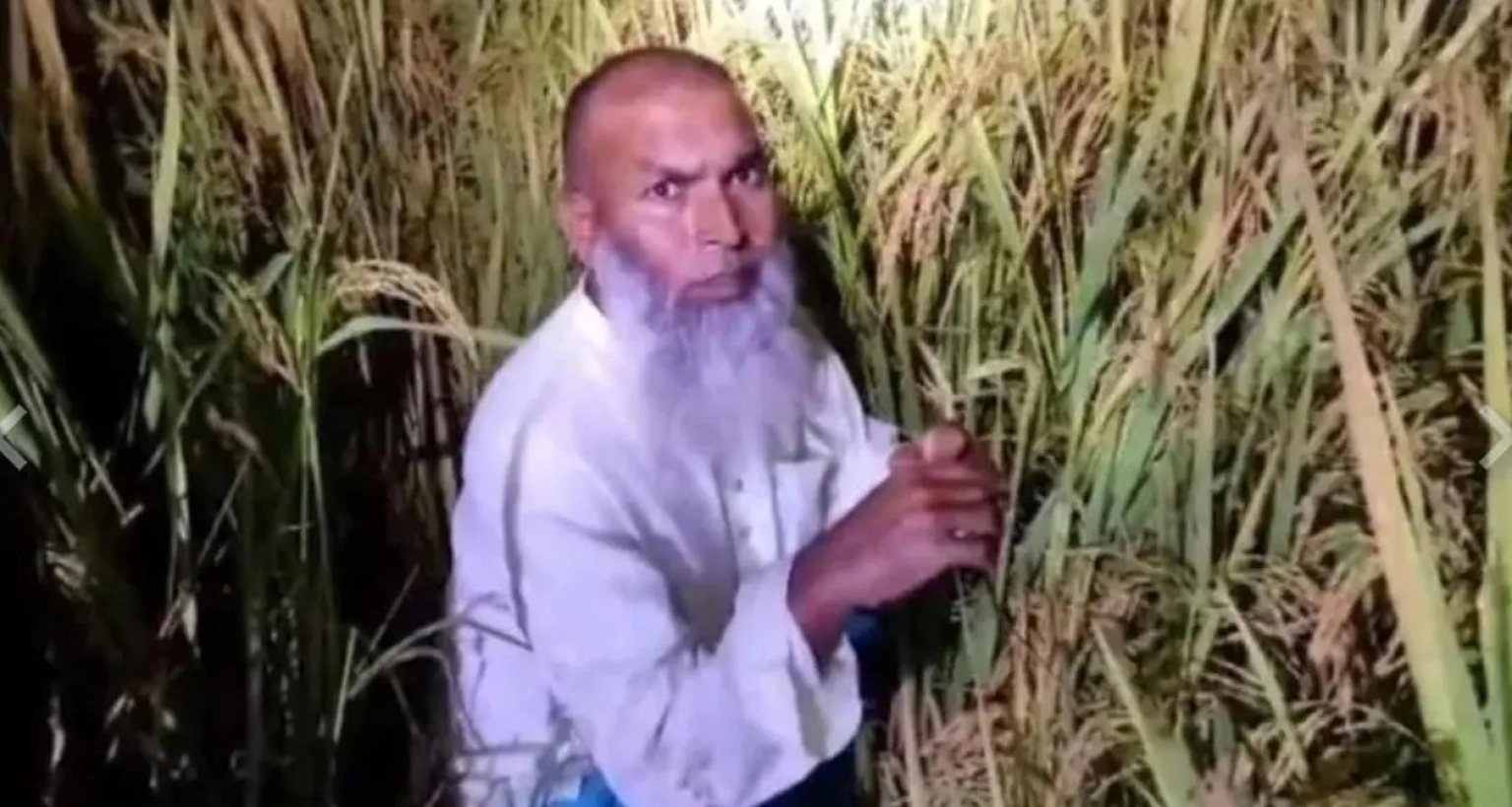 ধানক্ষেতে লুকিয়েও শেষ রক্ষা হলো না আওয়ামী লীগ নেতার 