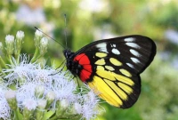 নাজমুল ইসলামের কবিতা ‘অপ্সরী’