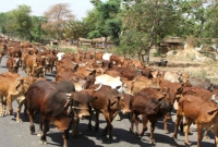 বাংলাদেশে গরু ‘পাচার’ পুরোপুরি বন্ধের দাবি