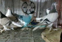 একজন সফল কবুতর খামারির গল্প 