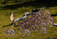 ক্লাস রুমে ১৪টি গোখরা সাপ, স্কুল ছুটি ঘোষণা