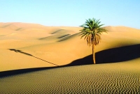 আজ ১৭ রমজান, এদিন মুসলমানদের সাথে কাফেরদের প্রথম যুদ্ধ সঙ্ঘটিত হয়