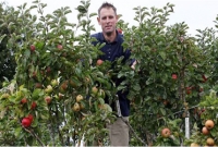 অবিশ্বাস্য ঘটনা, এক গাছে ২৫০ জাতের ফল!