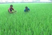 উত্তরাঞ্চলে আমন চাষিদের মুখে হাসি