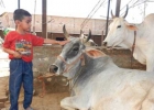 জম্মু-কাশ্মীরেও নিষিদ্ধ হলো গরুর মাংস