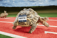 পঞ্চাশ বছরের রেকর্ড ভাঙলো কচ্ছপদের উসেইন বোল্ট