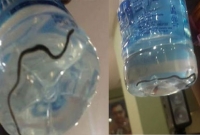 মন্ত্রীর খাবার পানিতে সাপের বাচ্চা!