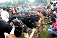 সৌখিন ক্রেতাদের পছন্দ খামারের গরু