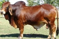 জেনে নিন, কোরবানি আপনার ওপর ওয়াজিব হয়েছে কিনা?