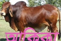 কি বলছে ইসলাম, কুরবানী না করে আকিকা করা যাবে কি?