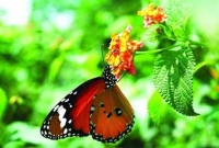 প্রেম প্রজাপতি