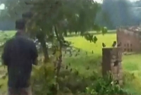 তোতা মিয়া ডাকলেই চলে আসে হাজারো শালিক!