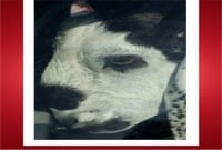 বিক্রেতার চাহিদা ৭১, ছাগলটির দাম উঠলো ৫৬ লাখ!