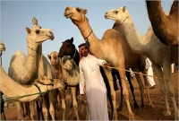  ভ্রমণে উট ব্যবহার করতে পারবেন না হাজীরা