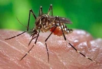 ডেঙ্গু জ্বর এবং প্রতিরোধঃ ডা. হুমায়ুন কবীর হিমু