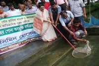 কাপাসিয়ায় মৎস্য বিভাগের উদ্যোগে পোনা মাছ অবমুক্ত
