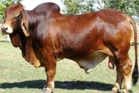 ভাগে কোরবানি দেয়ার সঠিক নিয়ম