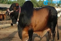 কোরবানির কিছু জরুরি বিধান