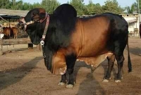 কোরবানির পশু কেনার সময় অবশ্যই ৩টি জিনিস খেয়াল রাখবেন