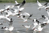 নাজমুল ইসলামের কবিতা ‘সোনার ছবি’