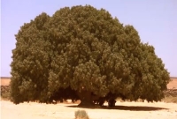 মরুভূমিতে আজো দাঁড়িয়ে আছে নবীজীকে (সা.) ছায়াদানকারী সেই গাছ