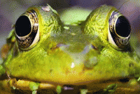 মাহফুজুল আলম খানের কবিতা ‘মরণ খেলা’ 