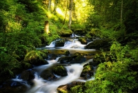 কালো বন!