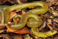  ভয়ঙ্কর সাপের দ্বীপ!