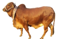 যে ধরনের পশু কোরবানির জন্য ভালো