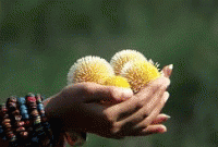 পথশিশু-পথের শিশু 