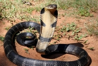 গাড়িচাপায় ১৫০০ সাপের মৃত্যু!