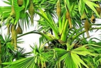 একটি তালগাছের কথা