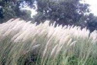 আমার লেখালেখি