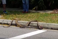  রাজপথে কিং কোবরা-পাইথনের লড়াই!