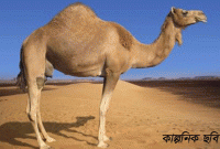 মহানবী (সা.) কে দেখে একটি উঠ যে কারণে কেঁদেছিলো