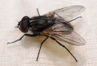 মাছির যন্ত্রণা থেকে মুক্তির ৯টি সহজ উপায়