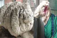 বিশ্বকে অবাক করে ভেড়ার বিশ্ব রেকর্ড!