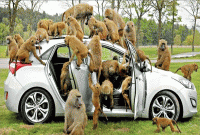 চীনের বিমানবাহিনীতে বানর নিয়োগ!