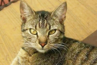 বিড়াল বাঁচালো শিশুর প্রাণ!