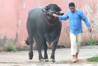 মহিষের দাম ৯ কোটি, তবুও বিক্রেতার ‘না’