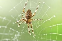 মাকড়সা তাড়ানোর তিনটি সহজ উপায়