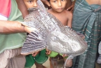 ধরা পড়লো পাখির মতো মাছ!