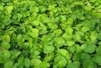 বিনা পয়সার যে খাবারটি আজীবন যৌবন ধরে রাখে, নতুন চুল গজায়