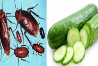 তেলাপোকা তাড়াতে শশার কুঁচো!