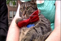 মার্কিন প্রেসিডেন্ট প্রার্থী বিড়াল !