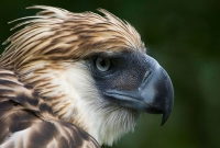 পামানার জন্য আহত পুরো ফিলিপাইনিরা !