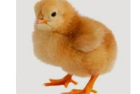 আজব ঘটনা, ডিম ছাড়াই মুরগির বাচ্চা!