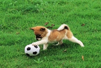 কুকুর ছানা যেভাবে জীবন যুদ্ধের প্রতীক কুকুর ছানা যেভাবে জীবন যুদ্ধের প্রতীক