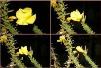 রহমতের সেই ফুল যা আযান শুনলে ফোটে, শেষ হলে বন্ধ হয়